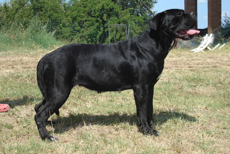 Publication : Degli elmi