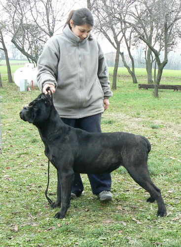 Publication : Degli elmi