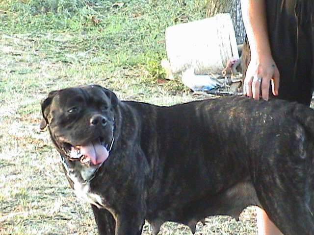 Publication : Degli elmi