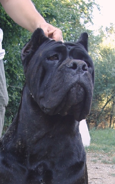 Publication : Degli elmi