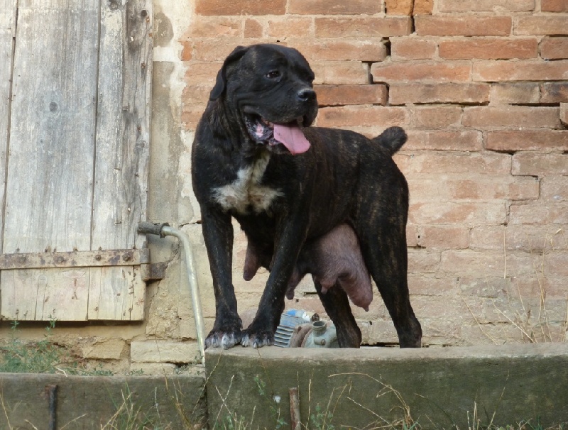 Publication : Degli elmi