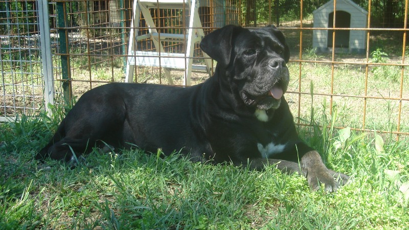 Publication : Degli elmi