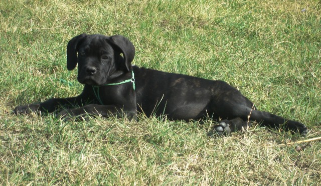 Publication : Degli elmi