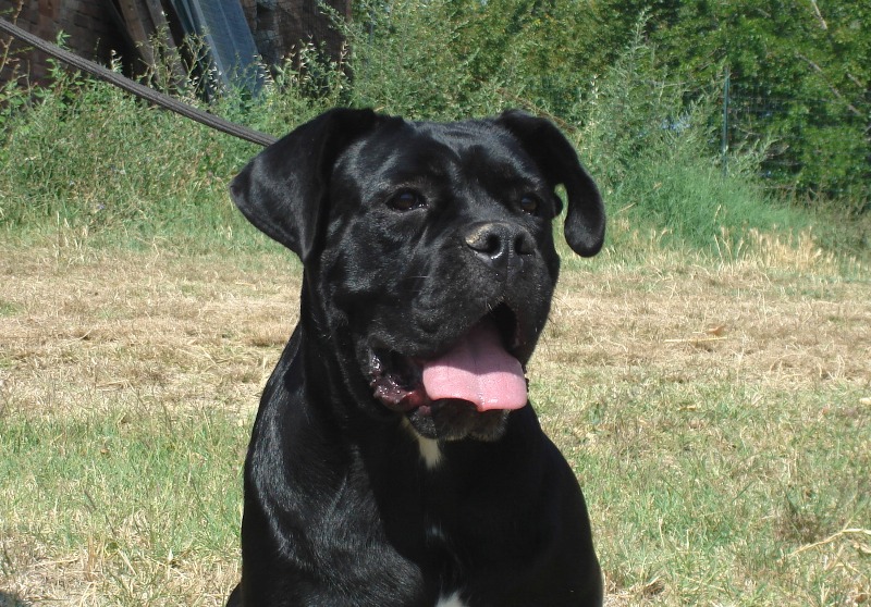 Publication : Degli elmi