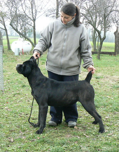 Publication : Degli elmi