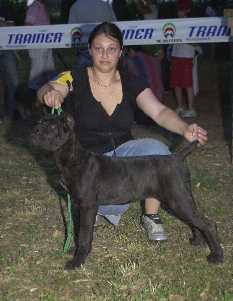 Publication : Degli elmi