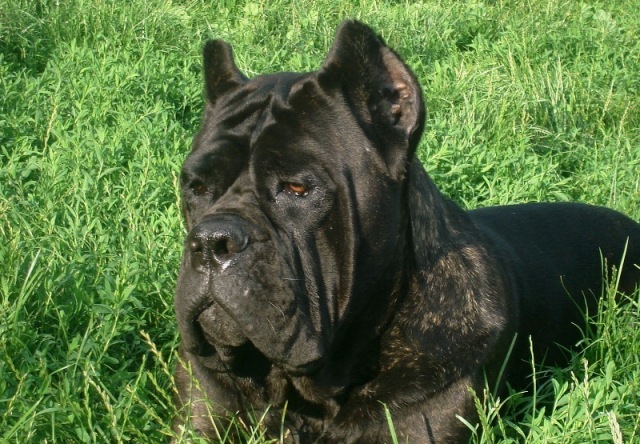 Publication : Degli elmi