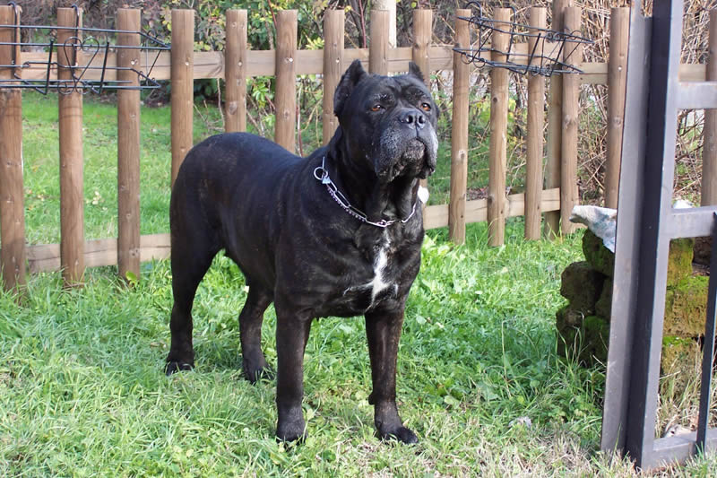 Bufera (Sans Affixe)