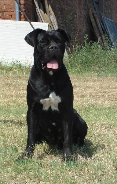 Publication : Degli elmi