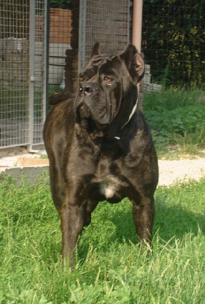 Publication : Degli elmi