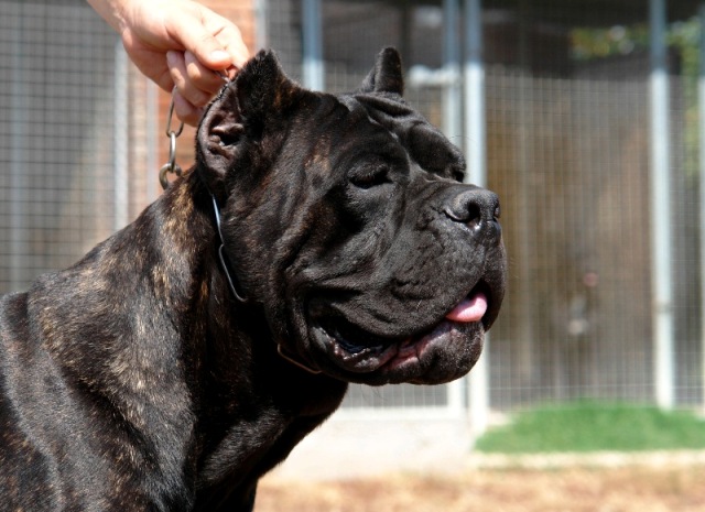 Publication : Degli elmi