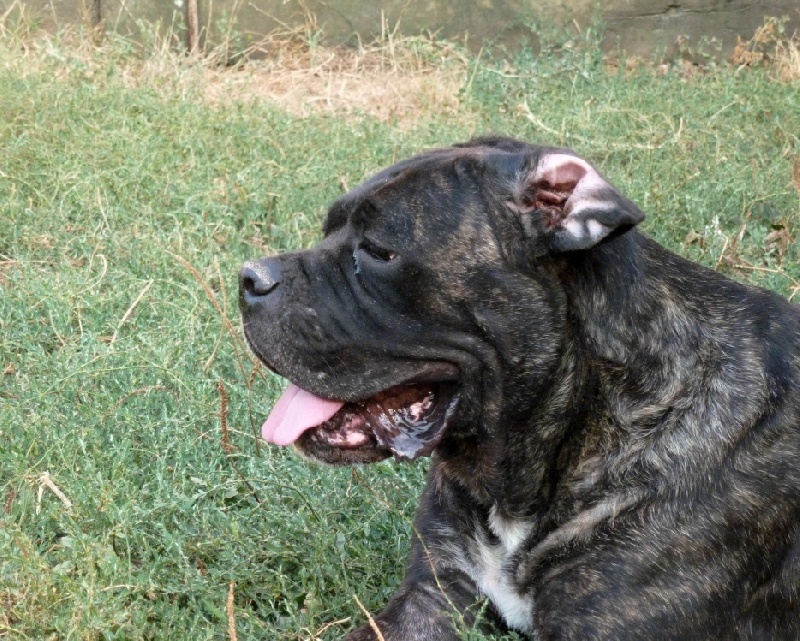 Publication : Degli elmi