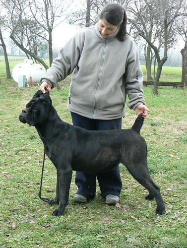 Publication : Degli elmi