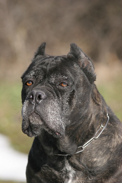 Bufera (Sans Affixe)
