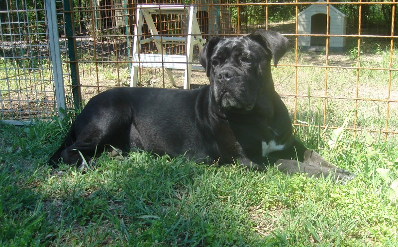 Publication : Degli elmi