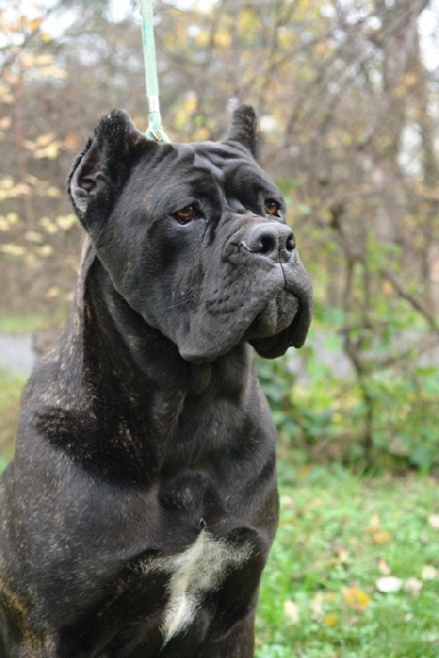 Publication : Degli elmi