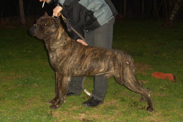 Publication : Degli elmi