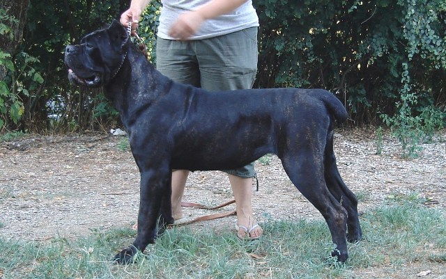 Publication : Degli elmi