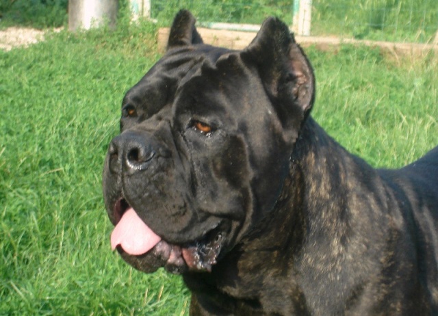 Publication : Degli elmi