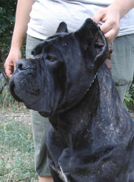 Publication : Degli elmi