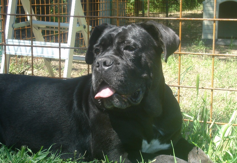 Publication : Degli elmi