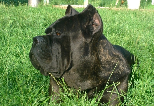 Publication : Degli elmi