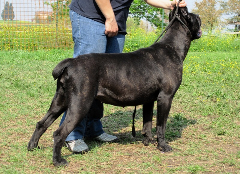 Publication : Degli elmi