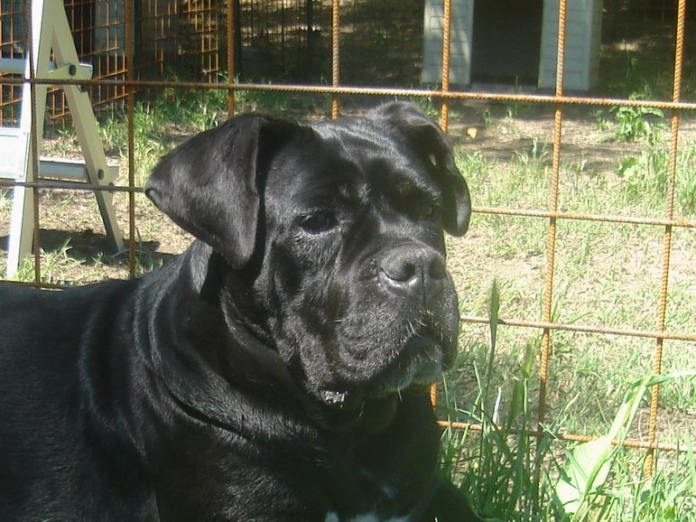 Publication : Degli elmi