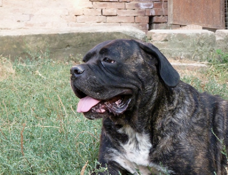 Publication : Degli elmi