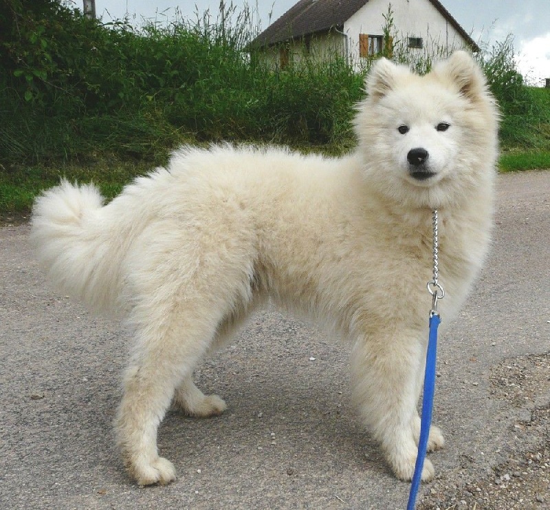 Publication : of artic cobaka