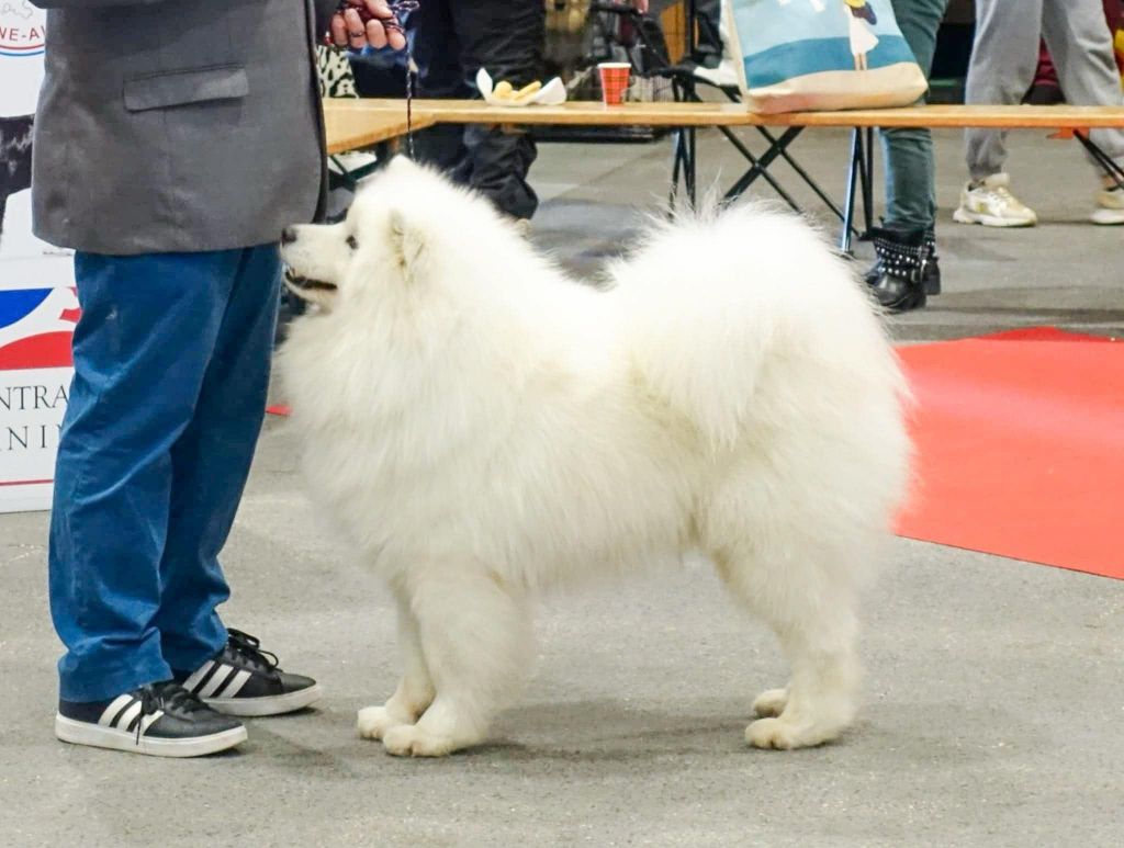 Majestic Gold Winter legend ulhan