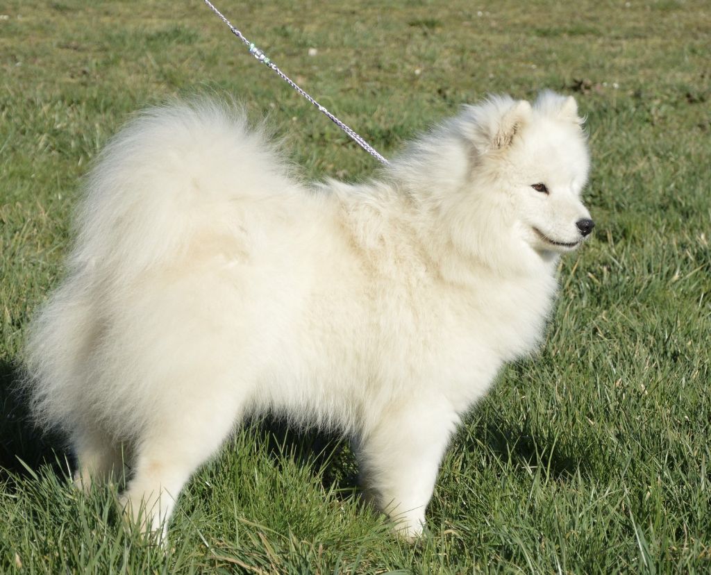 River romie of artic cobaka