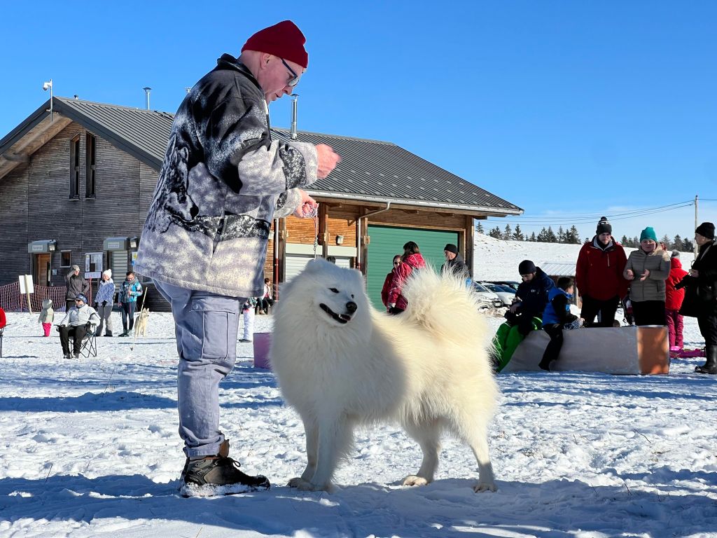 Sultana bjorn of artic cobaka