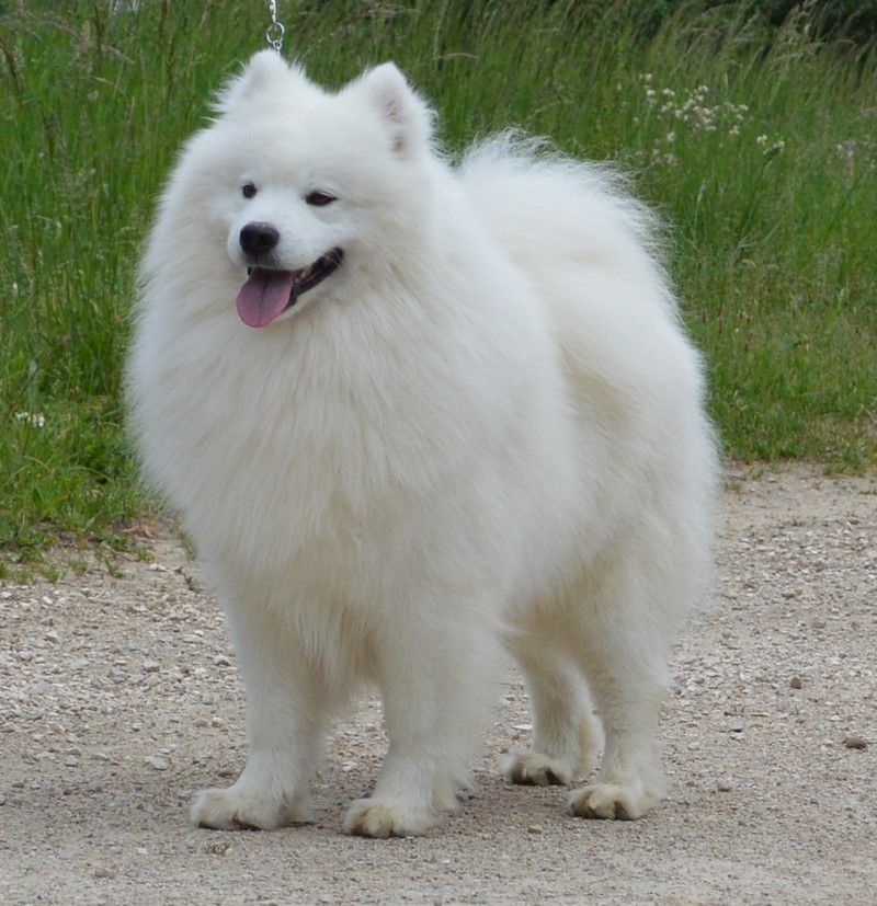 Publication : of artic cobaka Auteur : artic cobaka