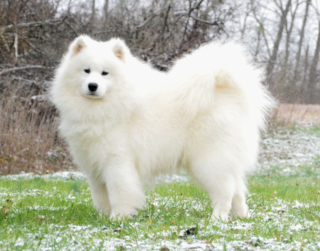 Majestic Gold Winter legend ulhan