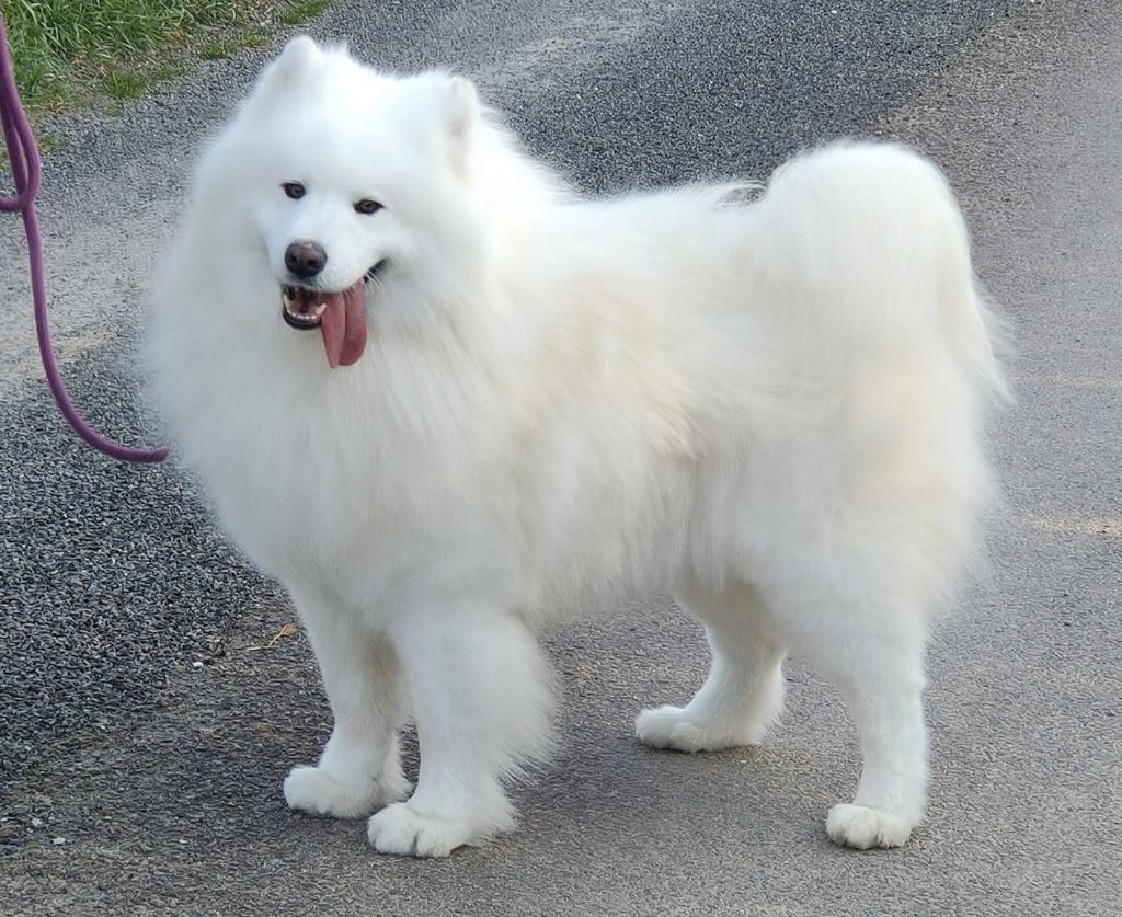 Sultana bjorn of artic cobaka