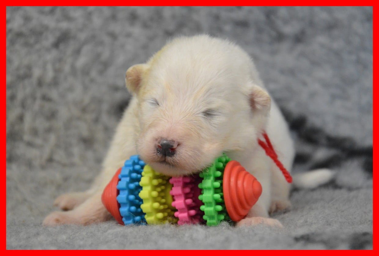 Samoyède - of artic cobaka