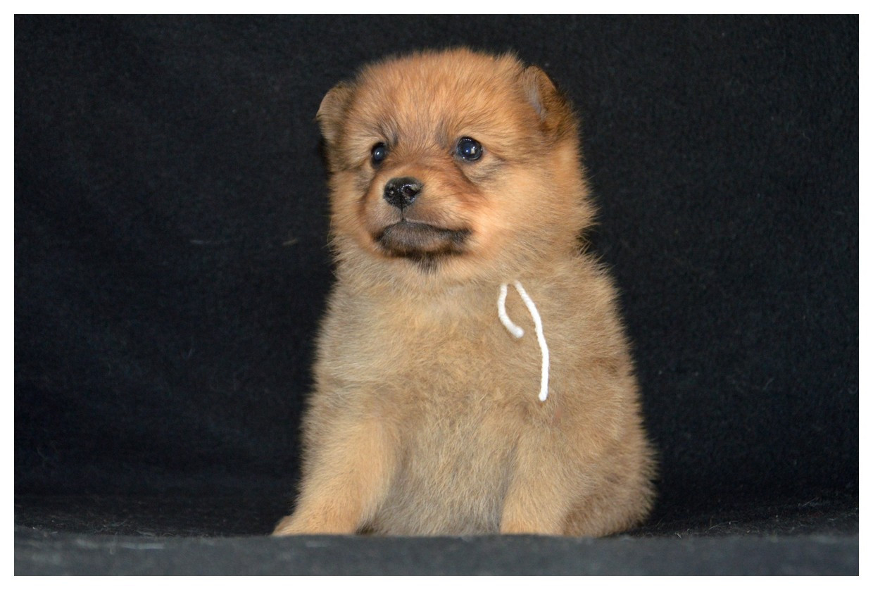 CHIOT 3 - Spitz Finlandais