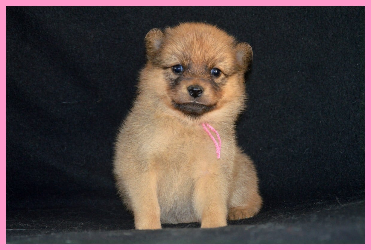CHIOT 2 - Spitz Finlandais