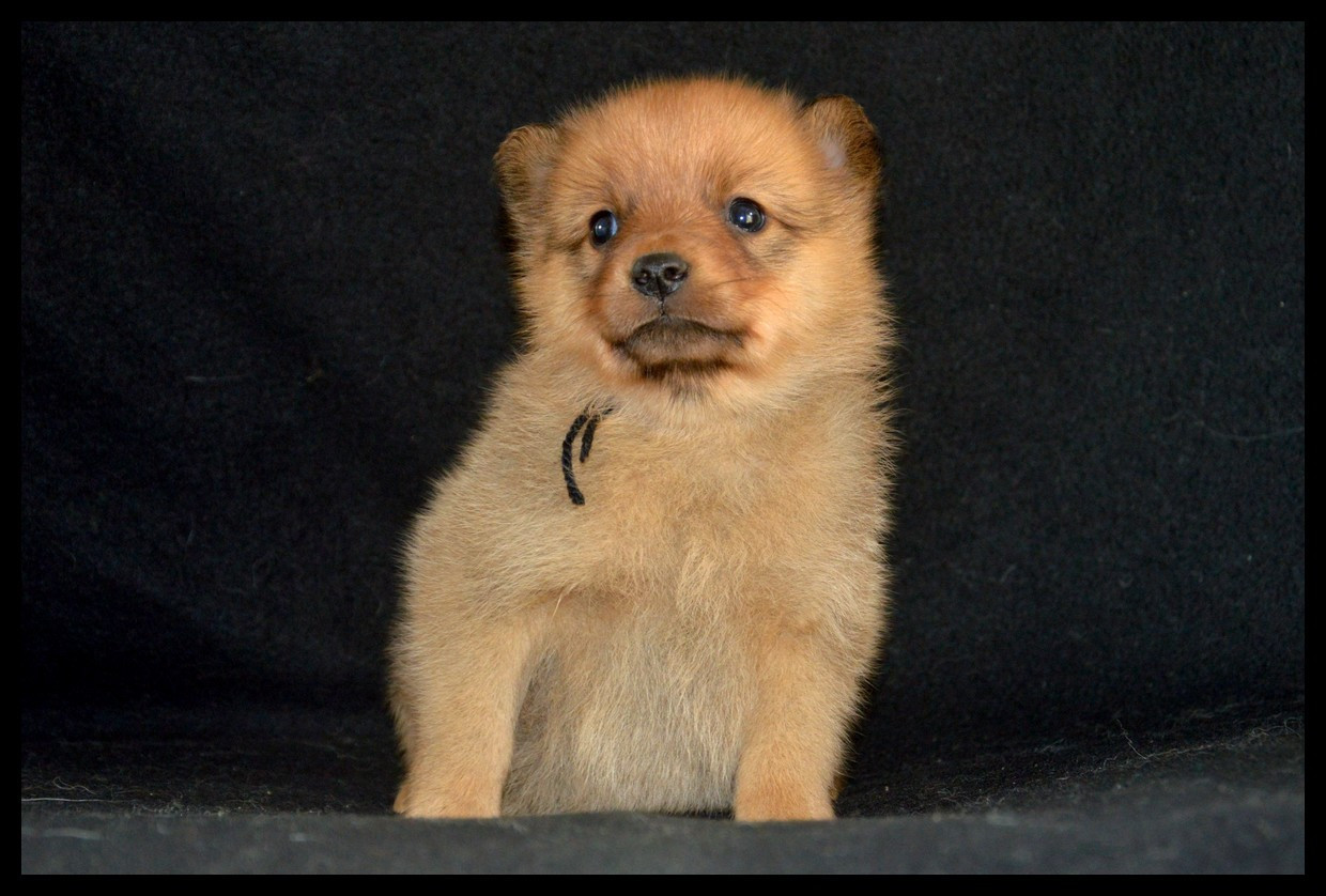 CHIOT 5 - Spitz Finlandais