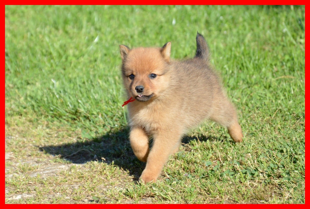 CHIOT 1 - Spitz Finlandais