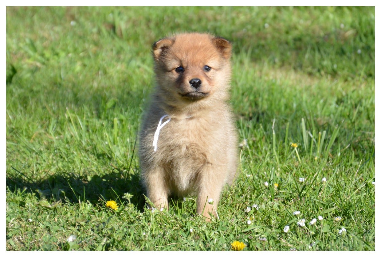 Spitz Finlandais - of artic cobaka