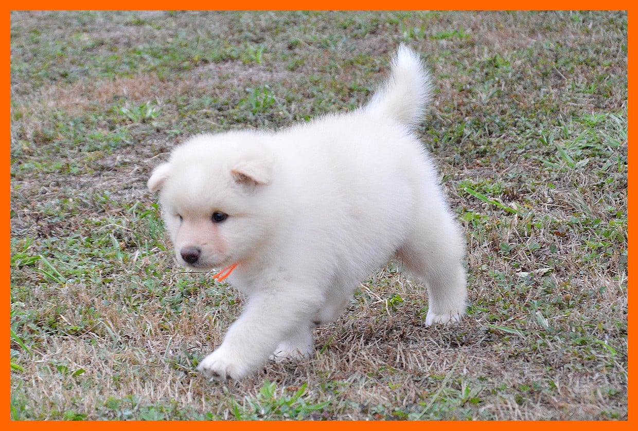 Chien finnois de Laponie - of artic cobaka