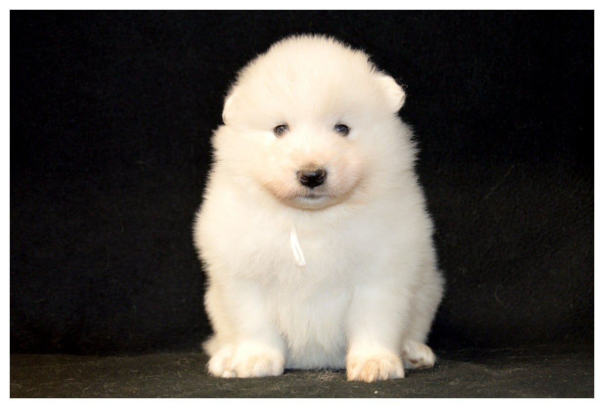 Chiot N°3 - Samoyède