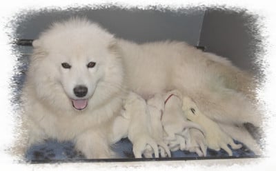 Les chiots de Samoyède