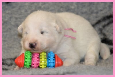 Les chiots de Samoyède