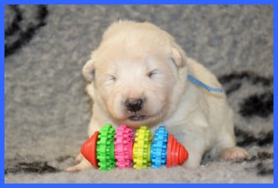 Les chiots de Samoyède