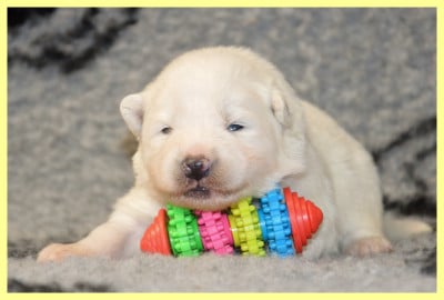 Les chiots de Samoyède