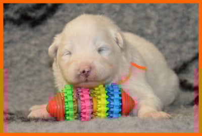 Les chiots de Samoyède