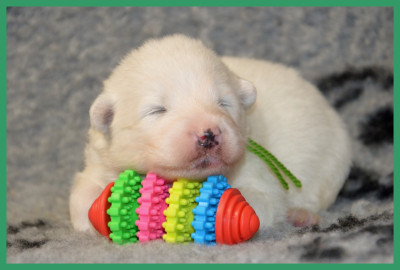 Les chiots de Samoyède